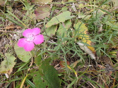 Dianthus caucaseus