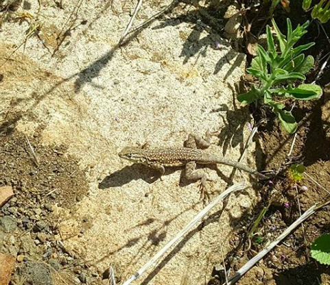 iNaturalist observation photo of Western Side-blotched Lizard