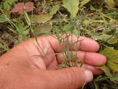 Dianthus caucaseus