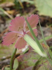 Dianthus caucaseus