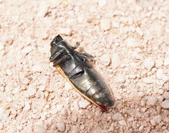 Temognatha flavomarginata