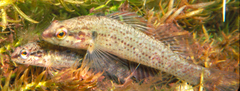 Okaloosa Darter photo 2