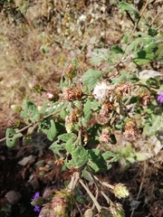 Vernonia alamanii