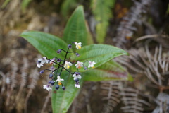 Miconia asclepiadea