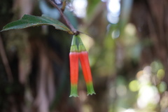 Macleania macrantha