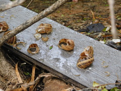 Cornu aspersum