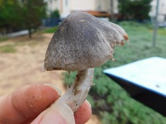 Coprinopsis melanthina