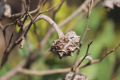 Eucalyptus lehmannii lehmannii