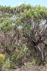 Eucalyptus lehmannii lehmannii
