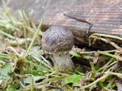 Coprinopsis melanthina