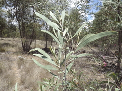 Acacia tenuinervis