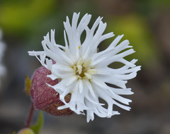 Silene lacera