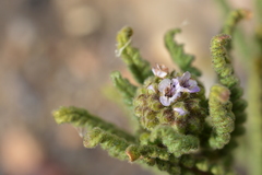 Phacelia setigera