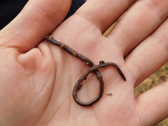 Lumbricidae