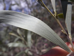 Acacia tenuinervis
