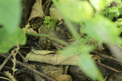 Eleutherodactylus pallidus