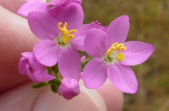 Centaurium erythraea