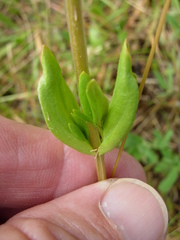 Centaurium erythraea
