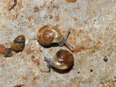 Eopolita protensa