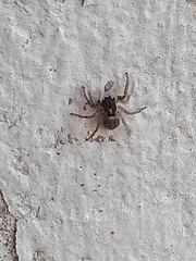 Menemerus semilimbatus