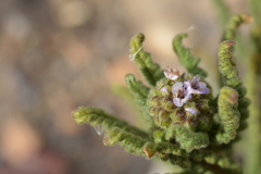 Phacelia setigera
