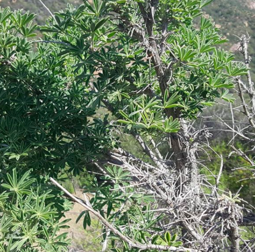iNaturalist observation photo of Bush Lupine complex
