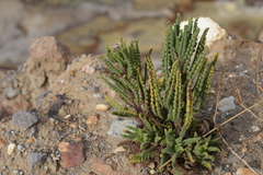 Phacelia setigera