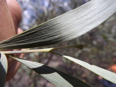 Acacia tenuinervis