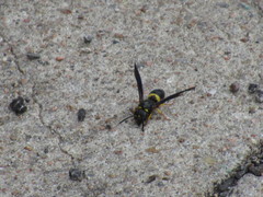 Ancistrocerus spinolae