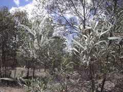 Acacia tenuinervis