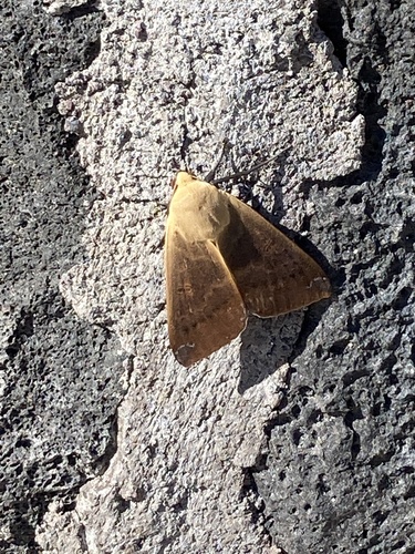 Guava Moth photo 3