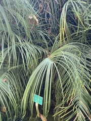 Ceratozamia