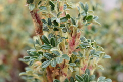 Polylepis tarapacana