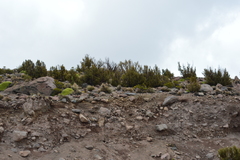 Polylepis tarapacana