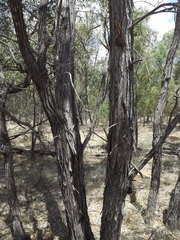 Acacia tenuinervis