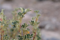 Polylepis tarapacana