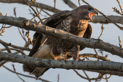 Buteo buteo