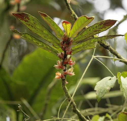 Columnea pectinata