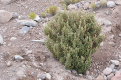 Polylepis tarapacana