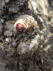 Insecta
