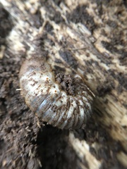 Insecta