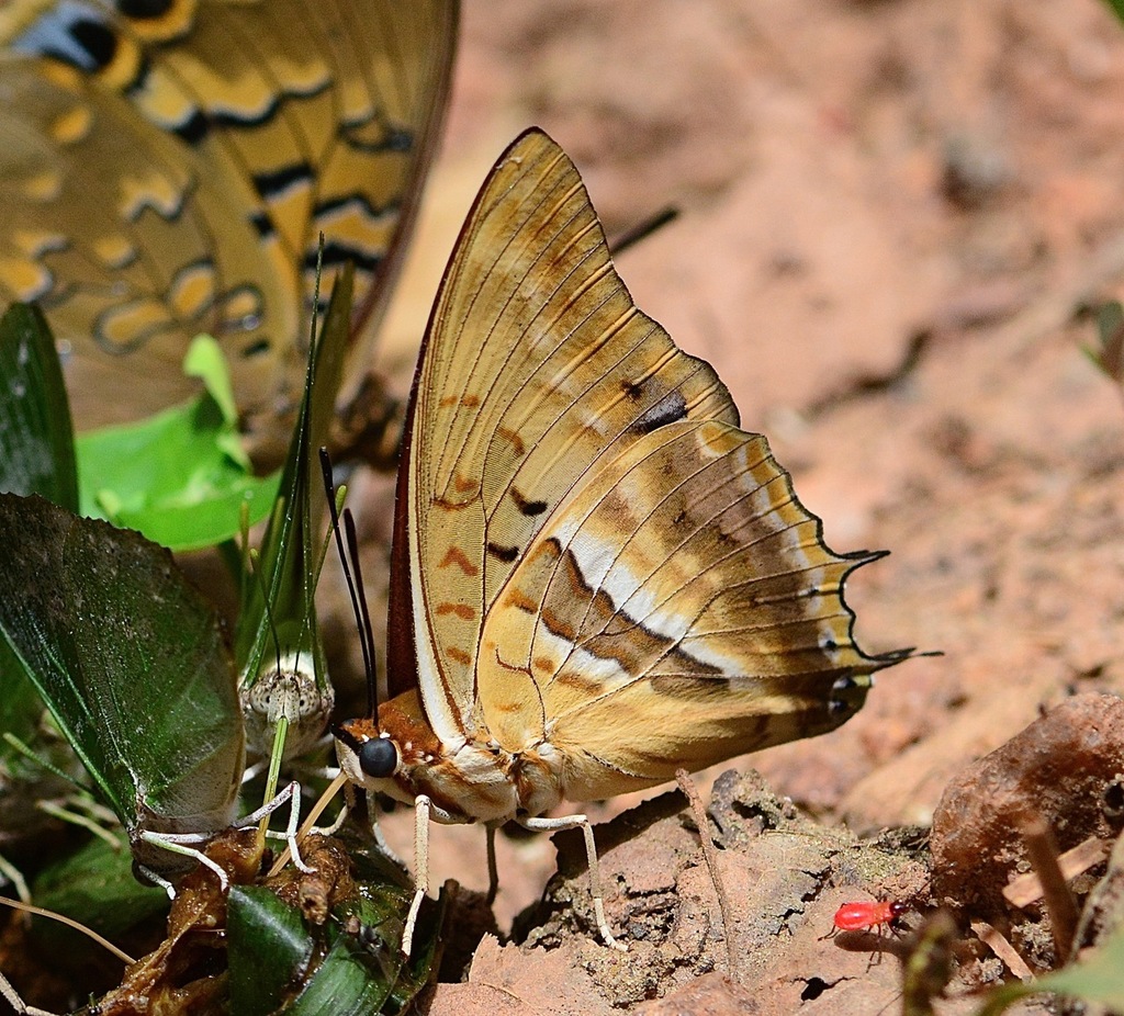 Bamboo Charaxes