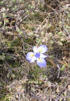 Moraea alpina image