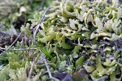 Cladonia robbinsii