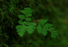 Cryptogramma stelleri