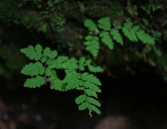 Cryptogramma stelleri