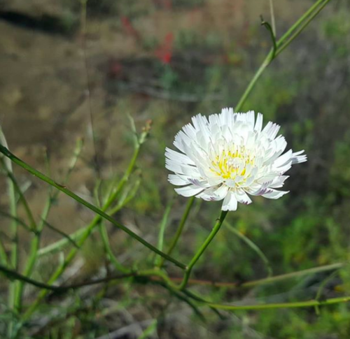 iNaturalist observation photo of Cliff Aster
