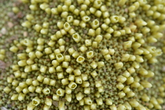 Pycnophyllum tetrastichum