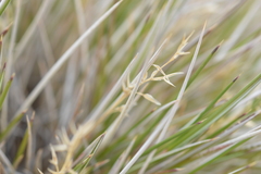 Festuca chrysophylla
