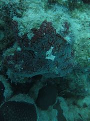 Monanchora arbuscula